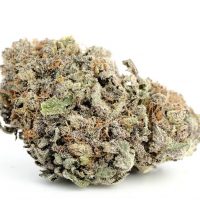 Buy Blackwater Kush Strain Online