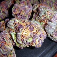 Buy Deep Purple Marijuana Strain Online