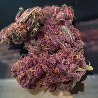 Buy Purple Kush Strain Online