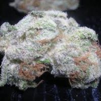 Buy White Rhino Kush Online