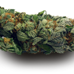 Indica