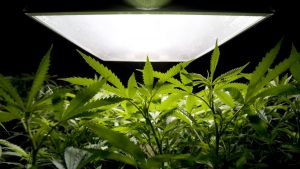 Where Does Cannabis Originate