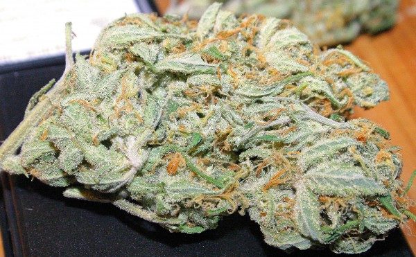 A Simple Key For Buy Silver Haze Marijuana Online Unveiled